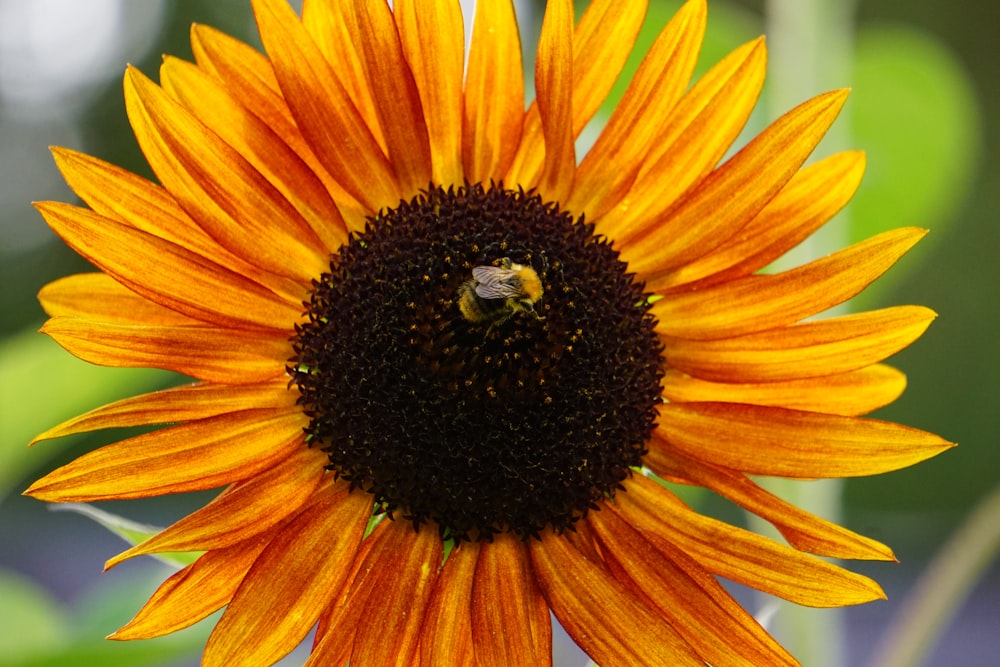 a large sunflower with a bee on it