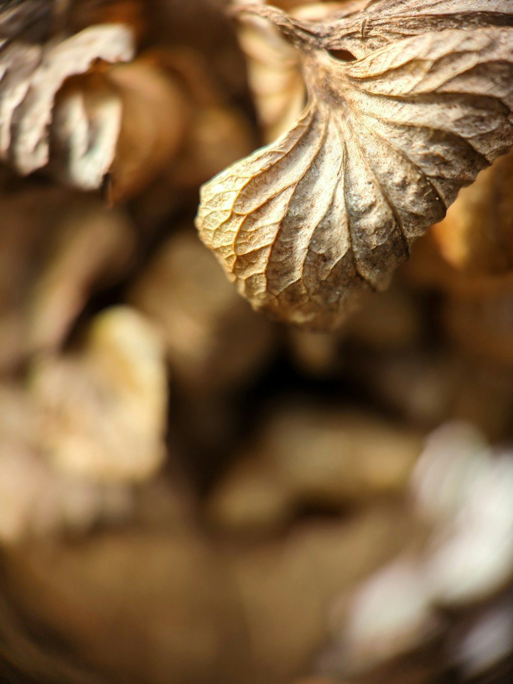 a close up of a leaf on a tree