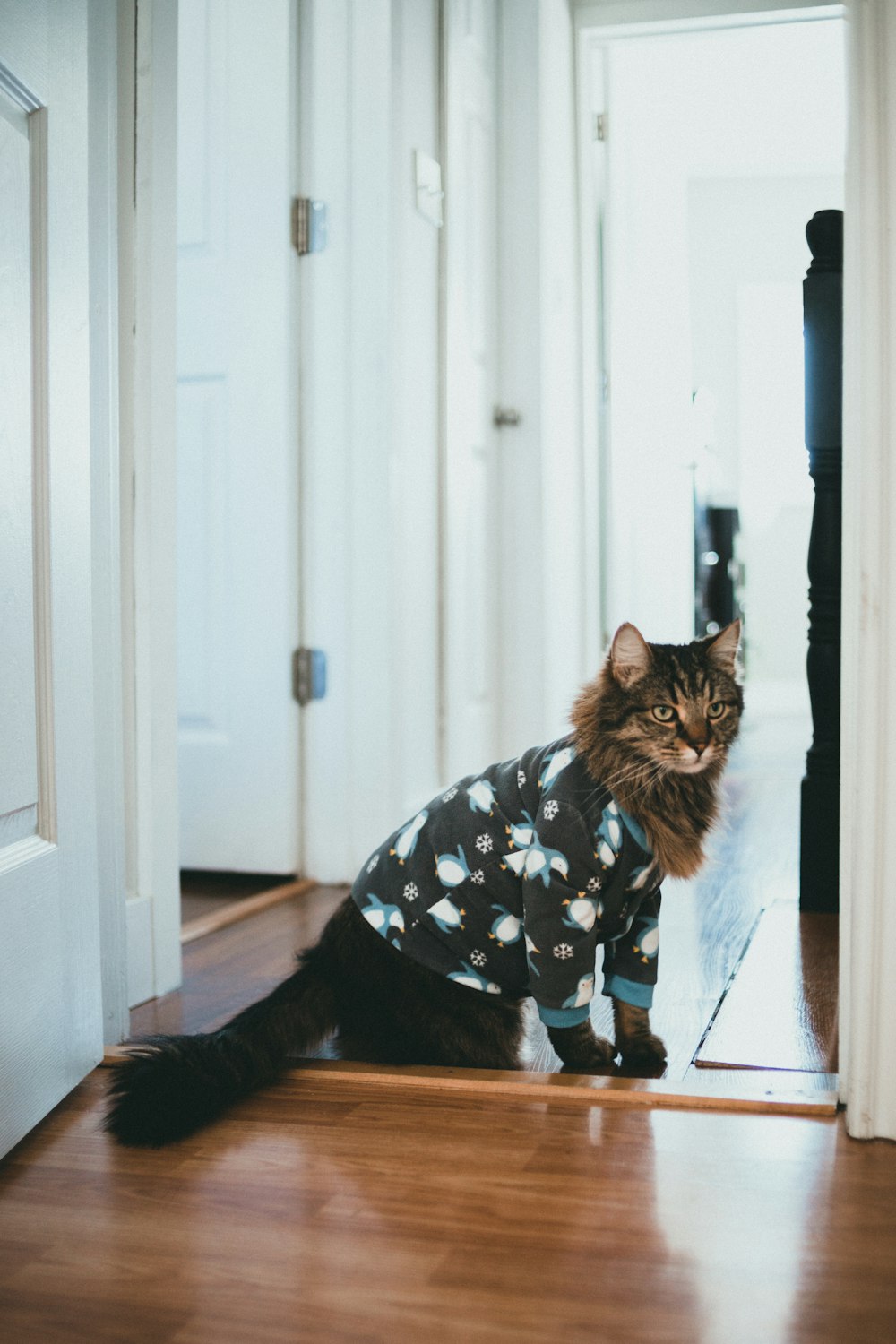 a cat is wearing a pajamas while standing on the floor