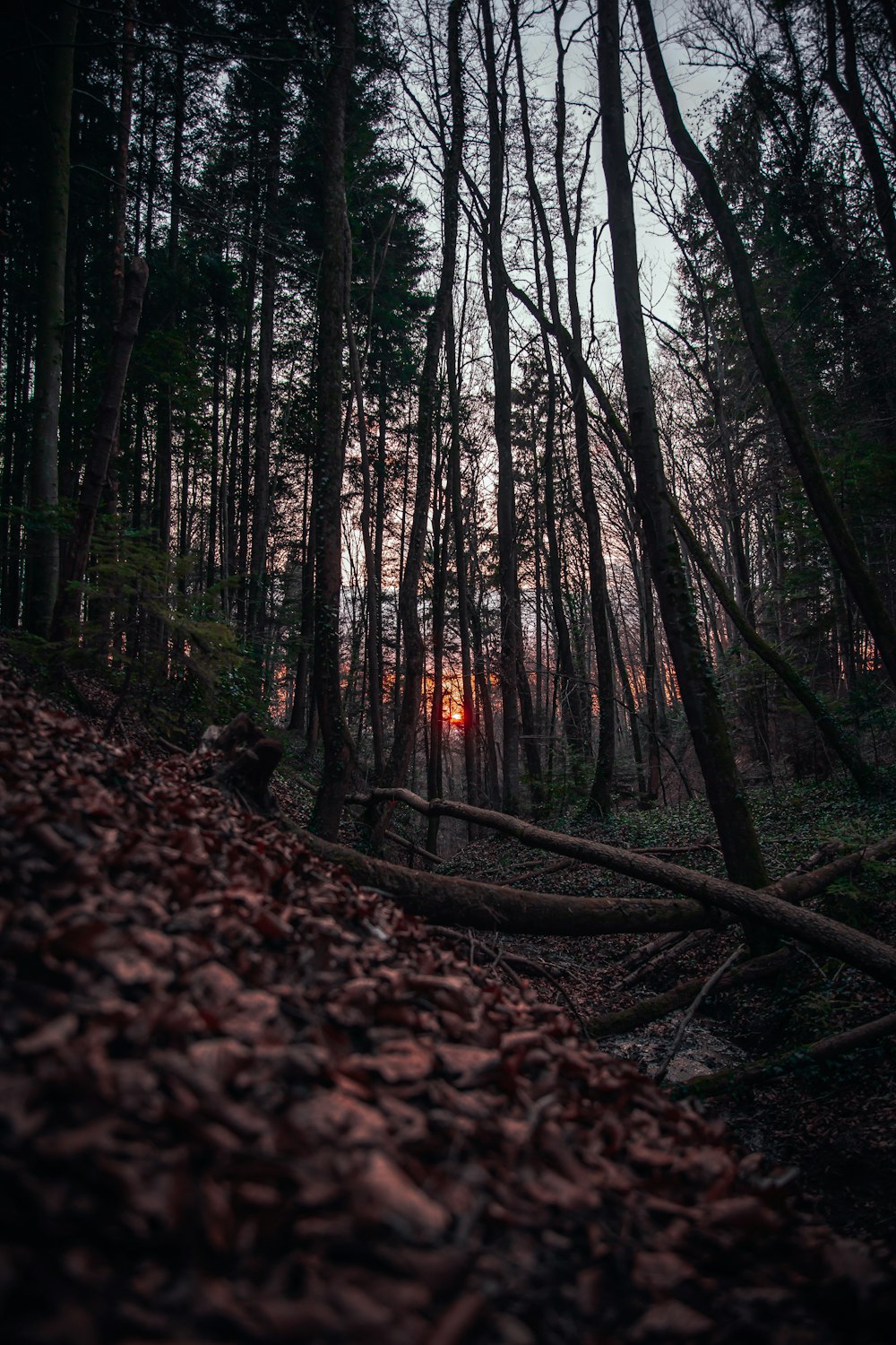 a forest filled with lots of trees and leaves