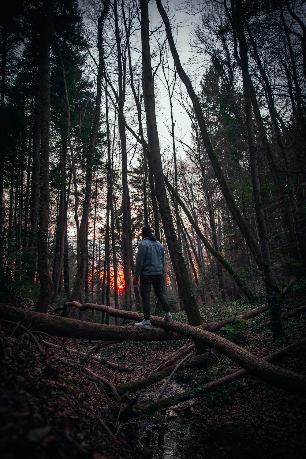 a man standing on a fallen tree in a forest