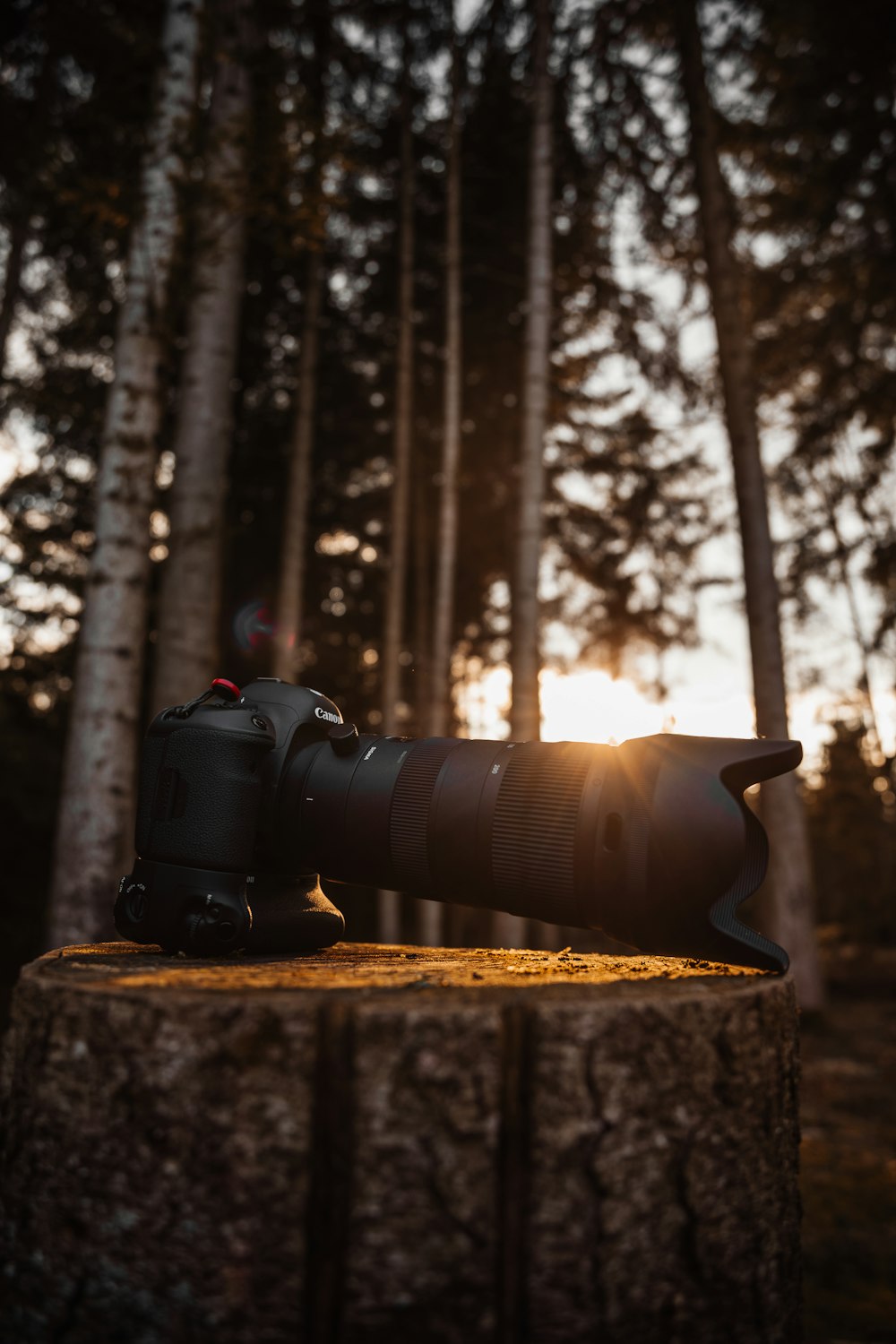 a camera sitting on top of a tree stump