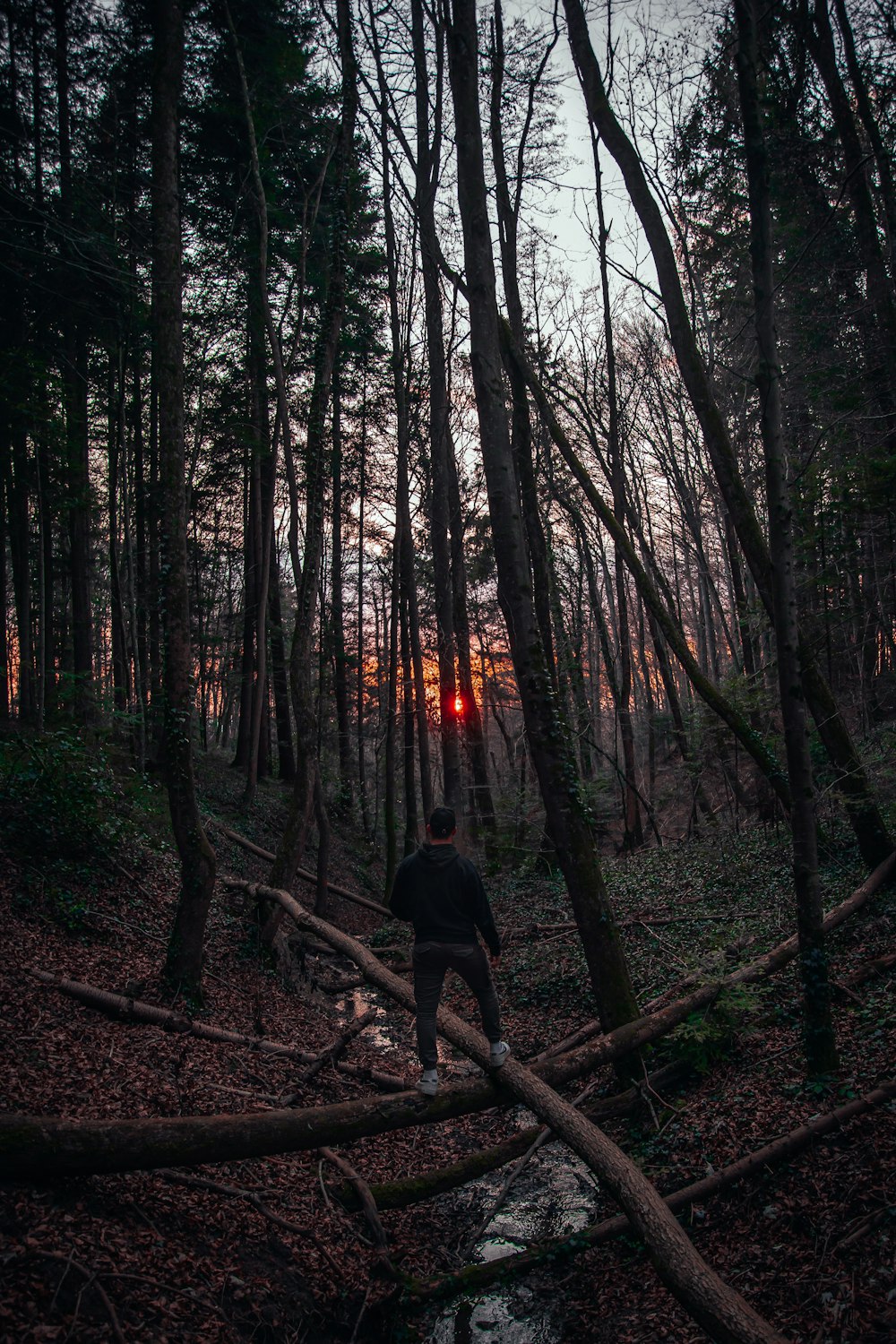 a man standing on a fallen tree in a forest