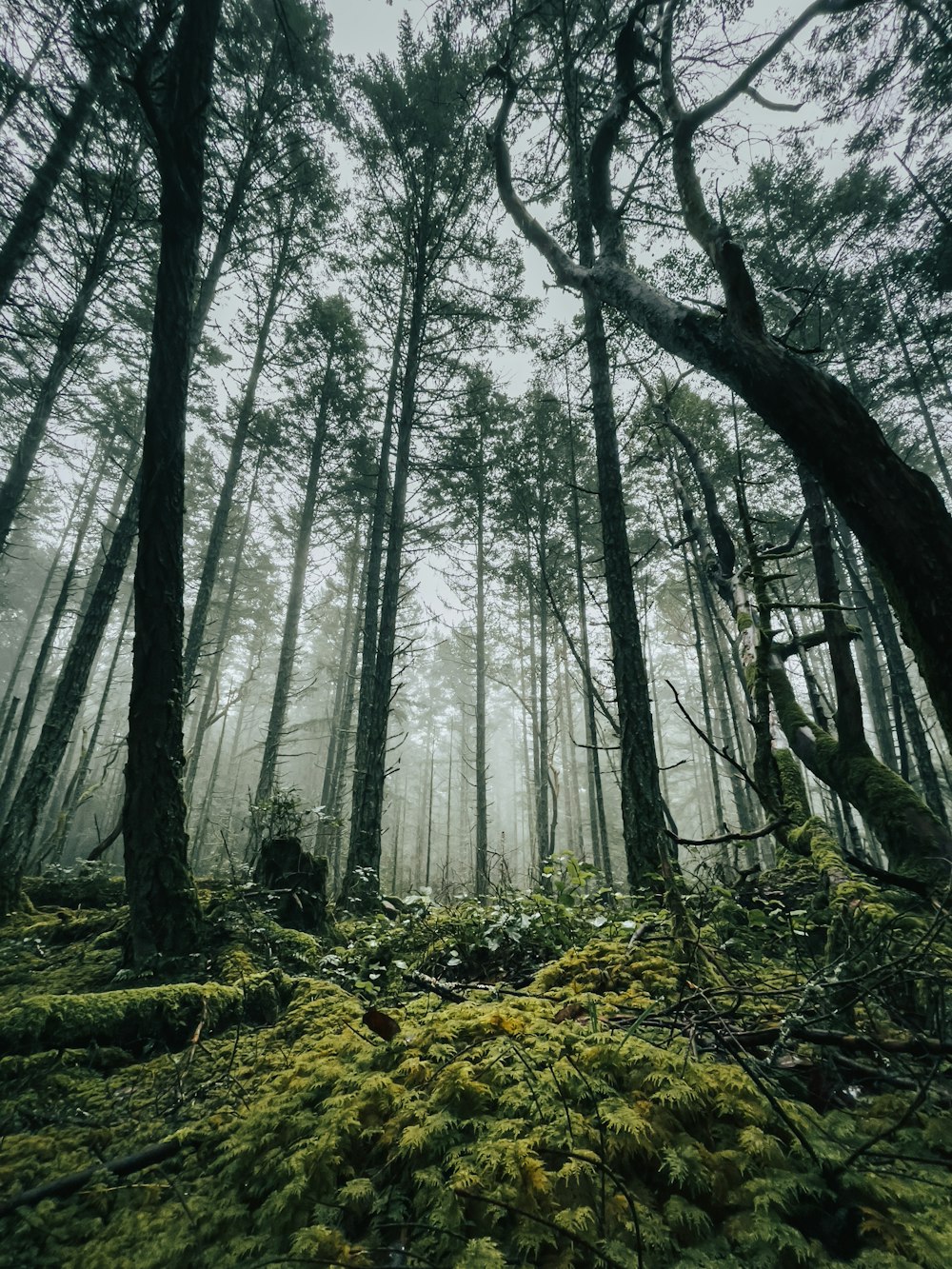 a forest filled with lots of tall trees