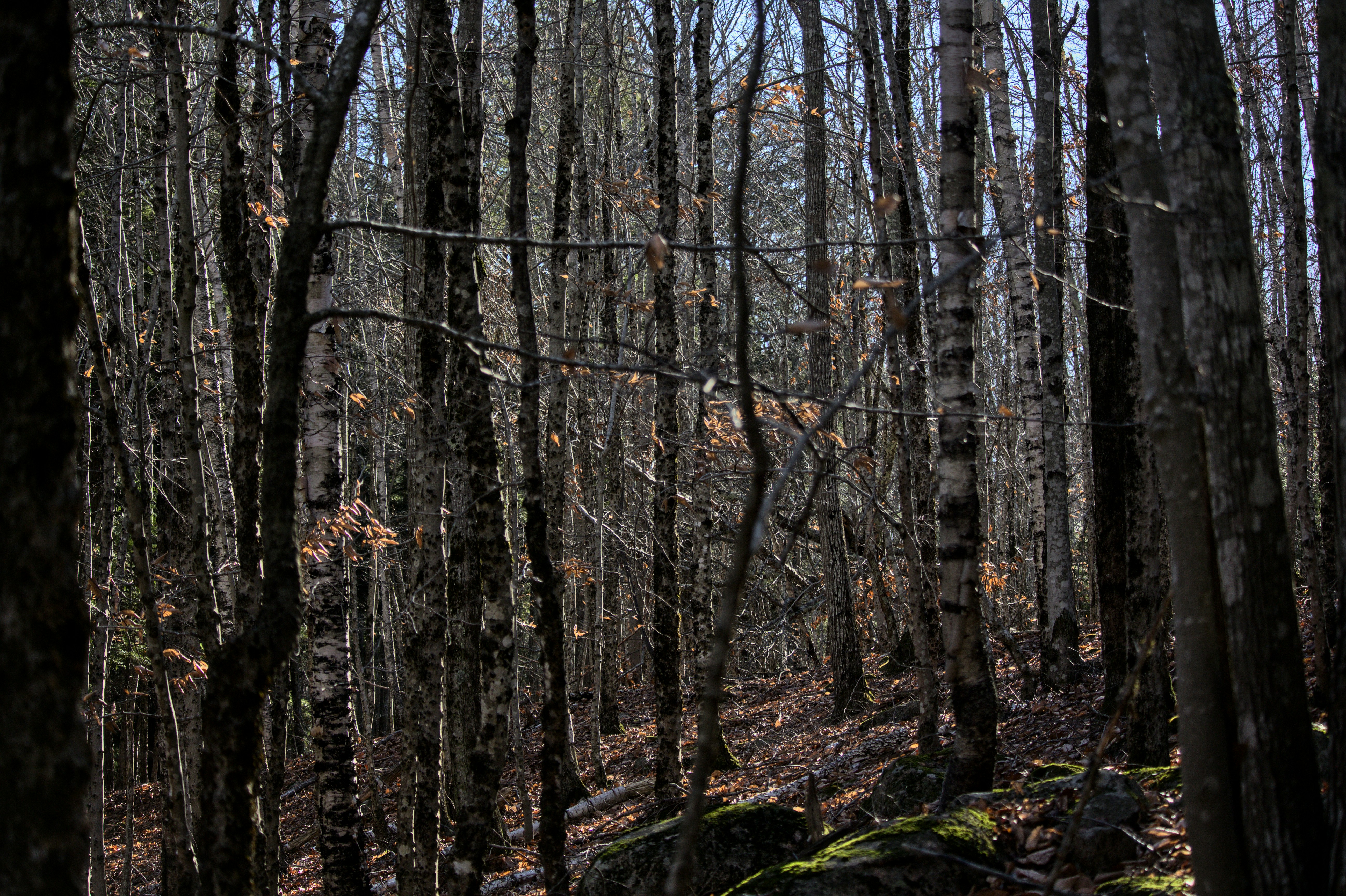Forest