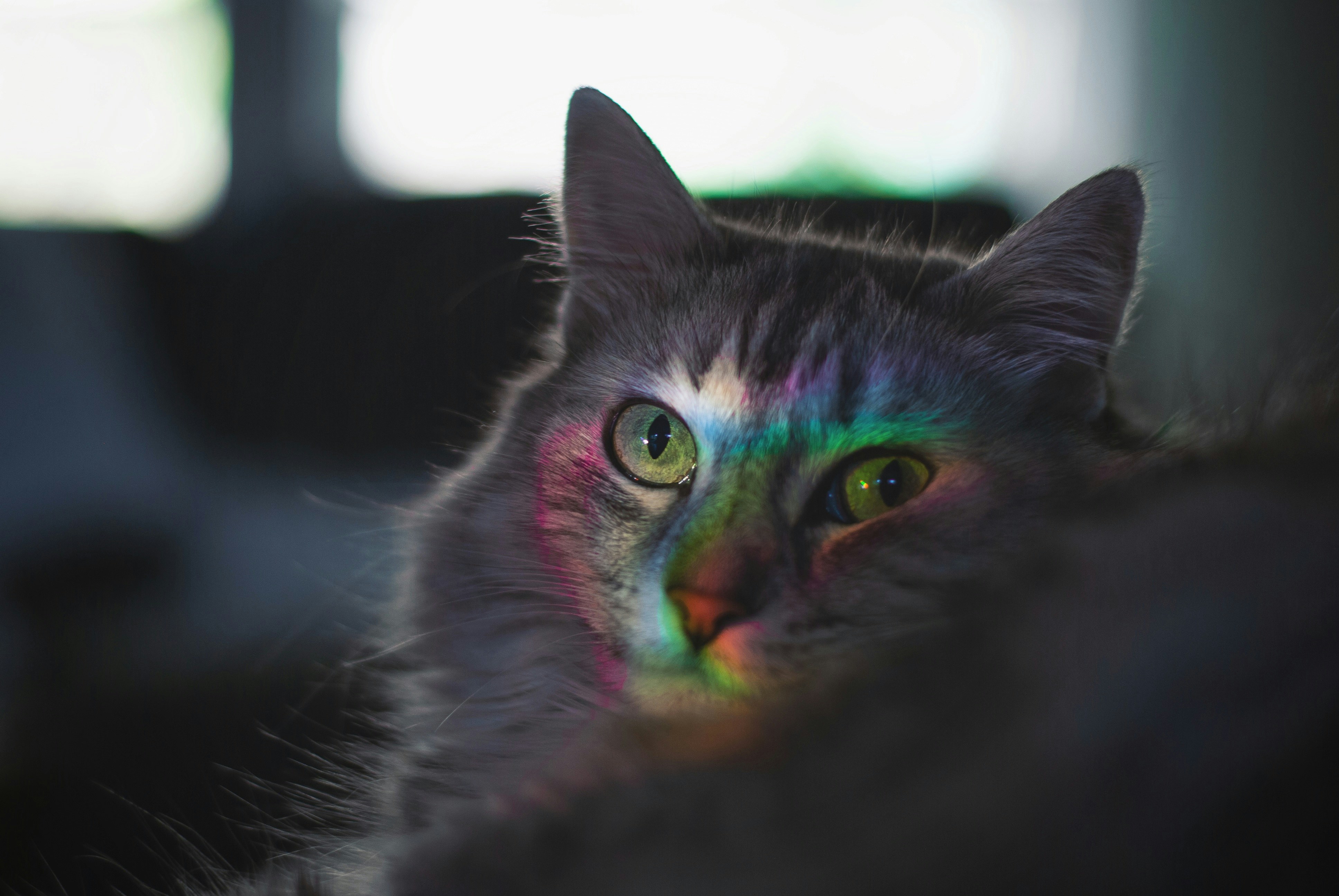 a cat with a multicolored face laying down
