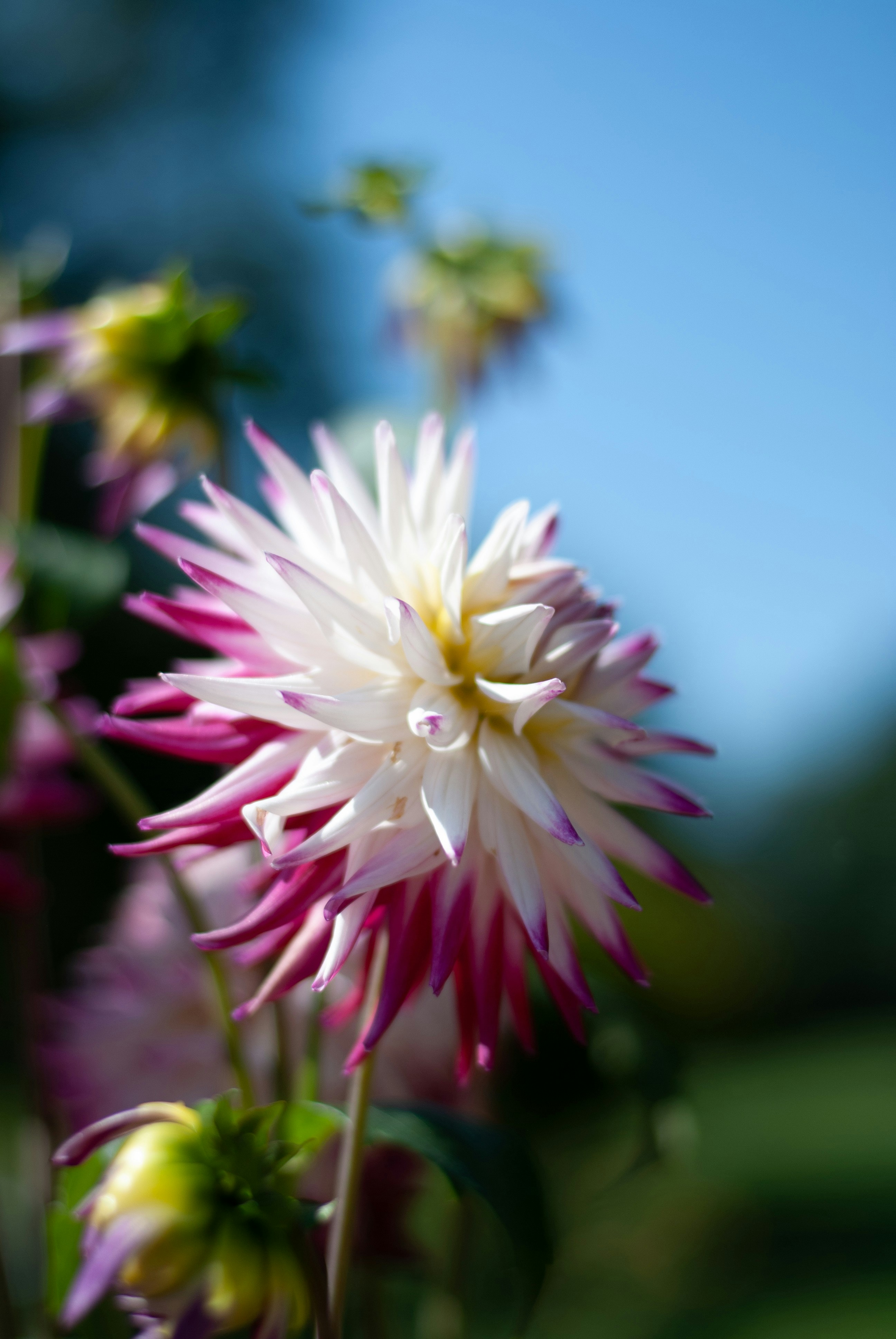 a close up of a pink and white flower
