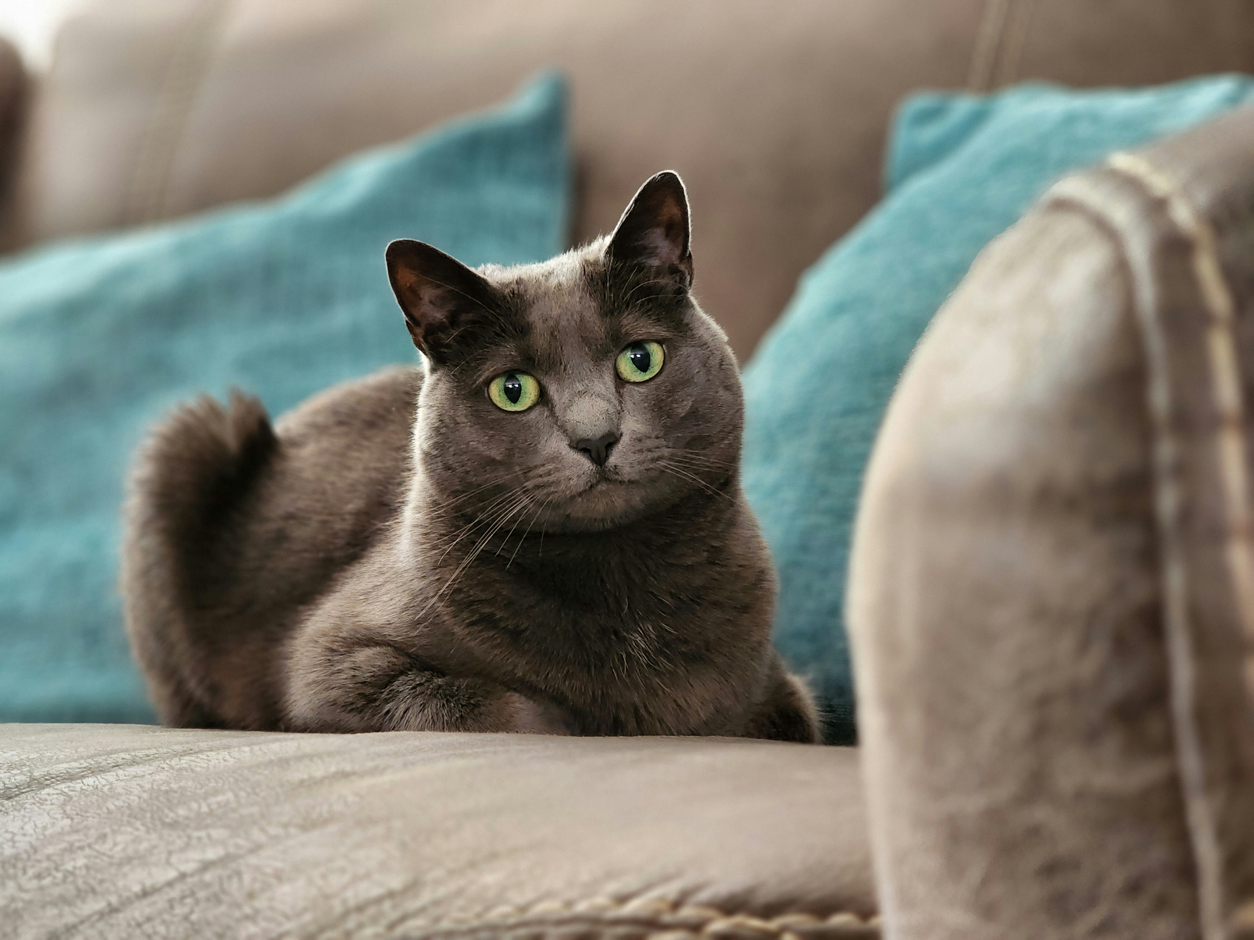 a gray cat with green eyes sitting on a couch