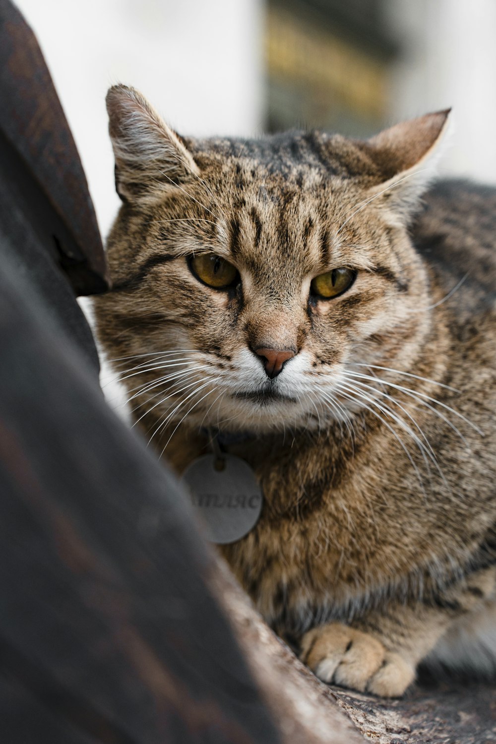 a close up of a cat laying on top of a car