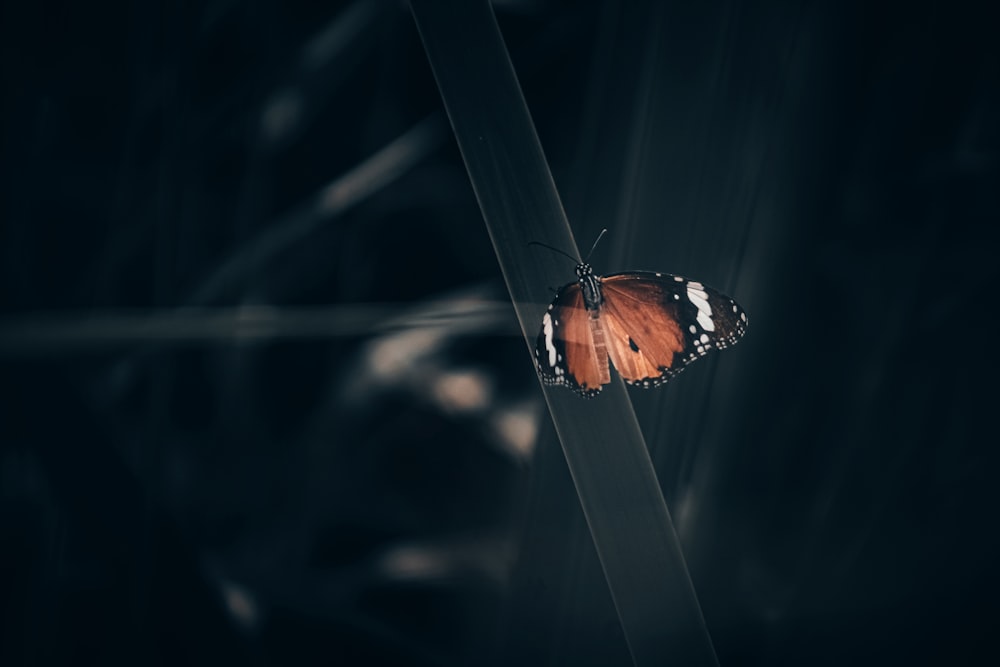 a close up of a butterfly on a plant