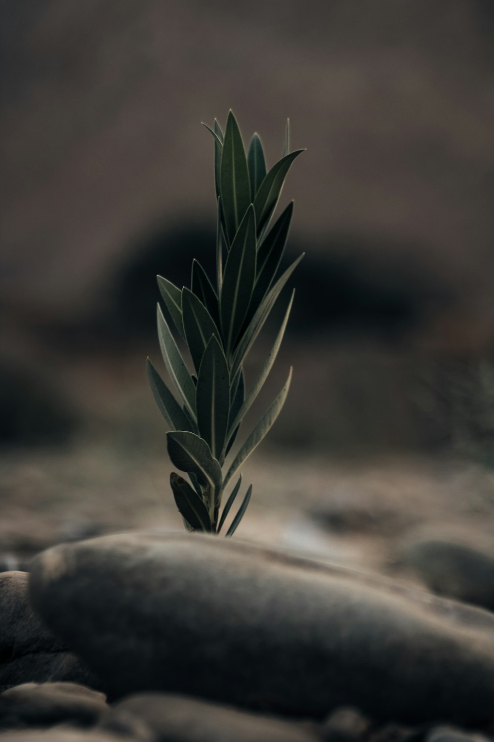a single green plant is growing out of some rocks