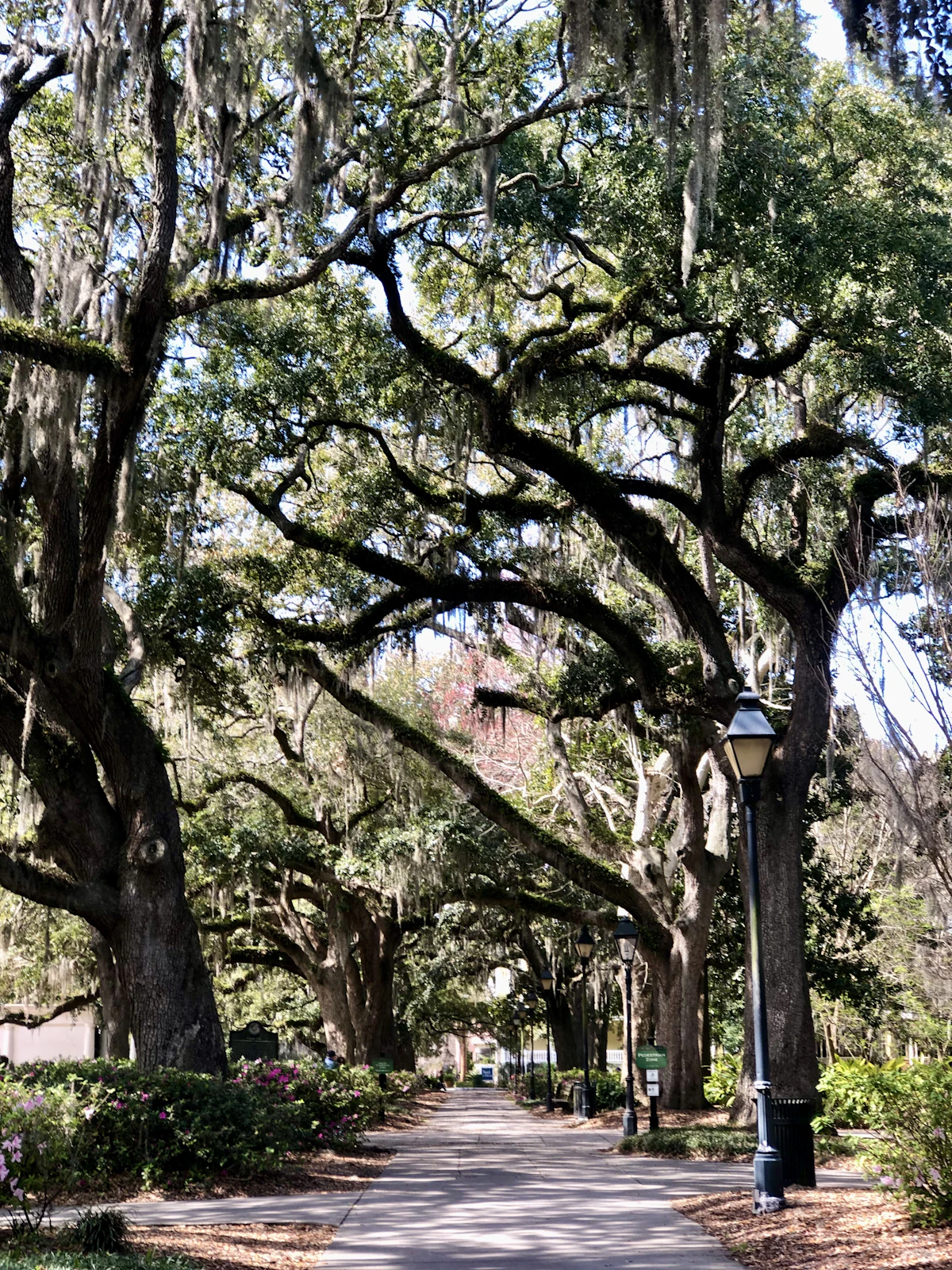 A street lined with mature oak trees draped in Spanish moss