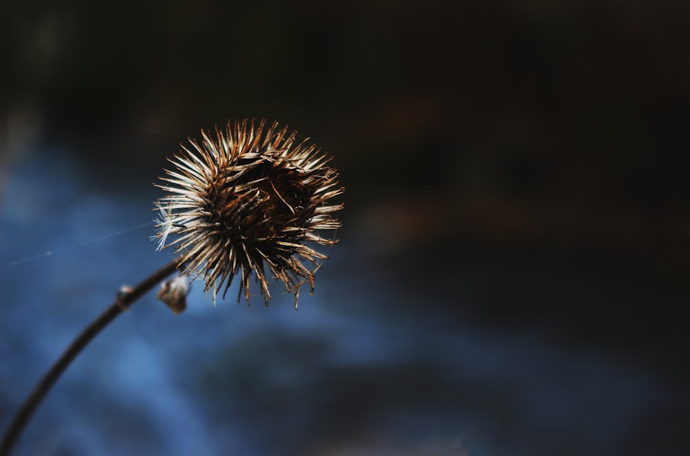 a close up of a flower with a blurry background