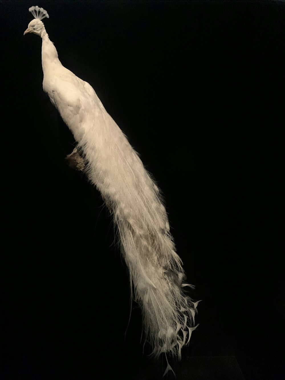 Un uccello bianco con lunghe piume su uno sfondo nero