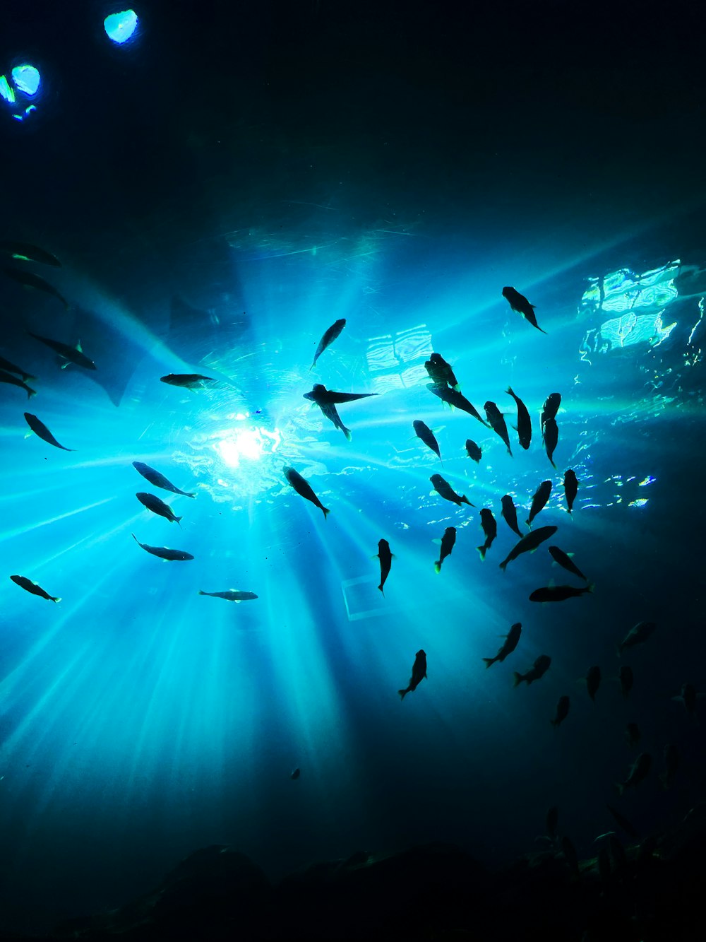 a large group of fish swimming under a blue light