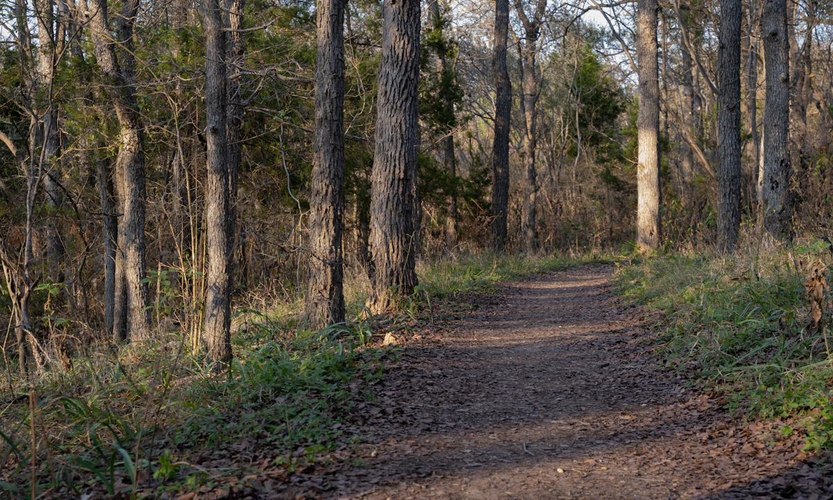 Wooded walking trail