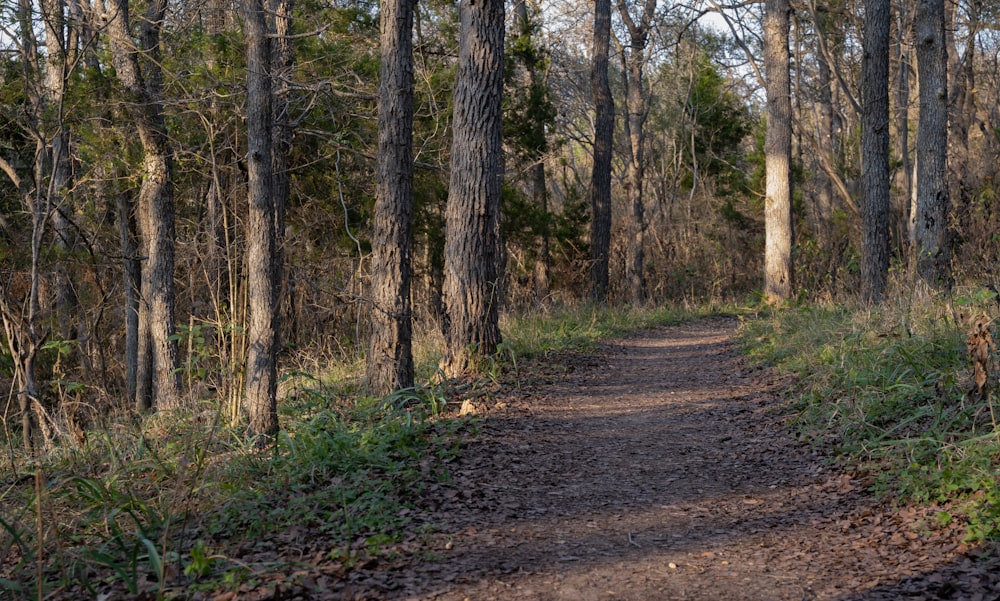 a dirt path in the middle of a forest