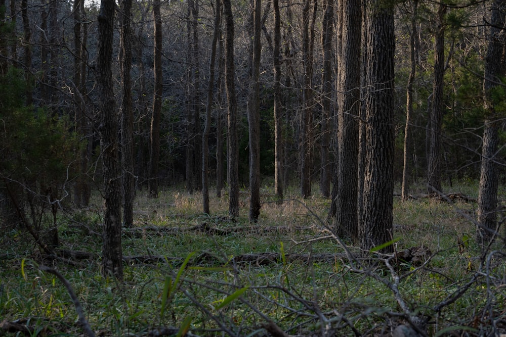 a forest filled with lots of tall trees