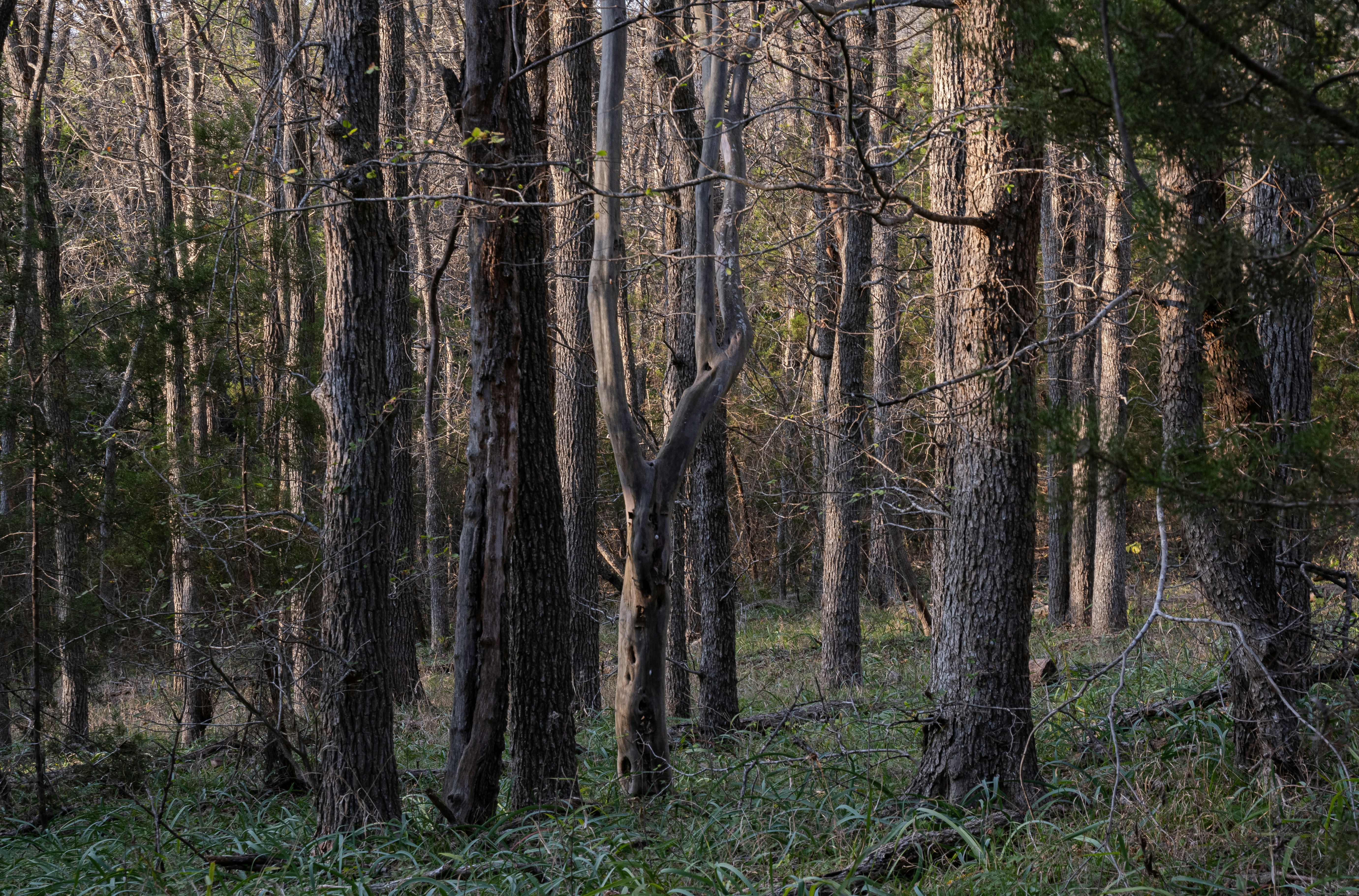 a forest filled with lots of tall trees