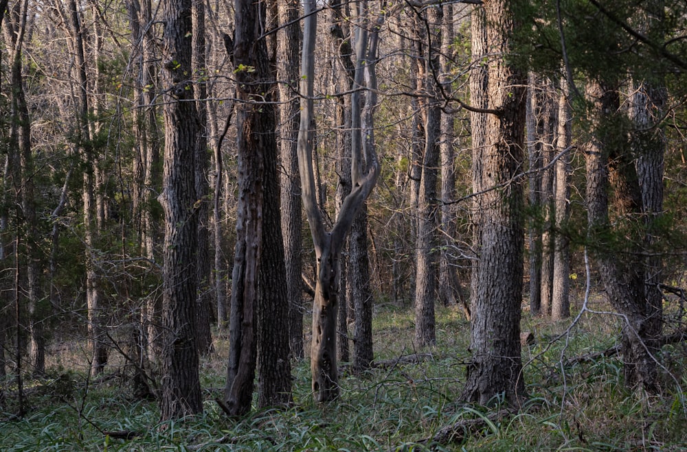 a forest filled with lots of tall trees