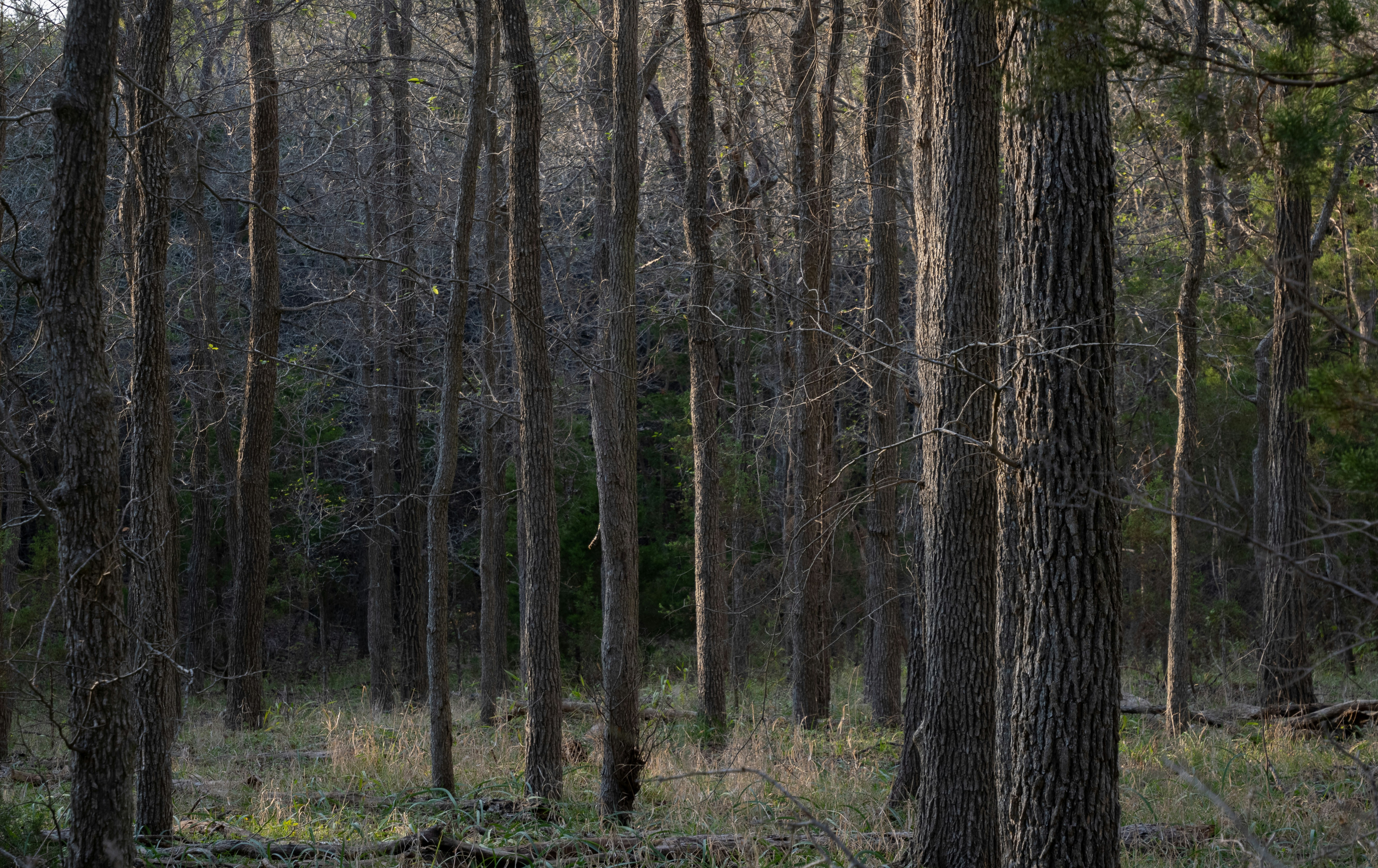 a forest filled with lots of tall trees