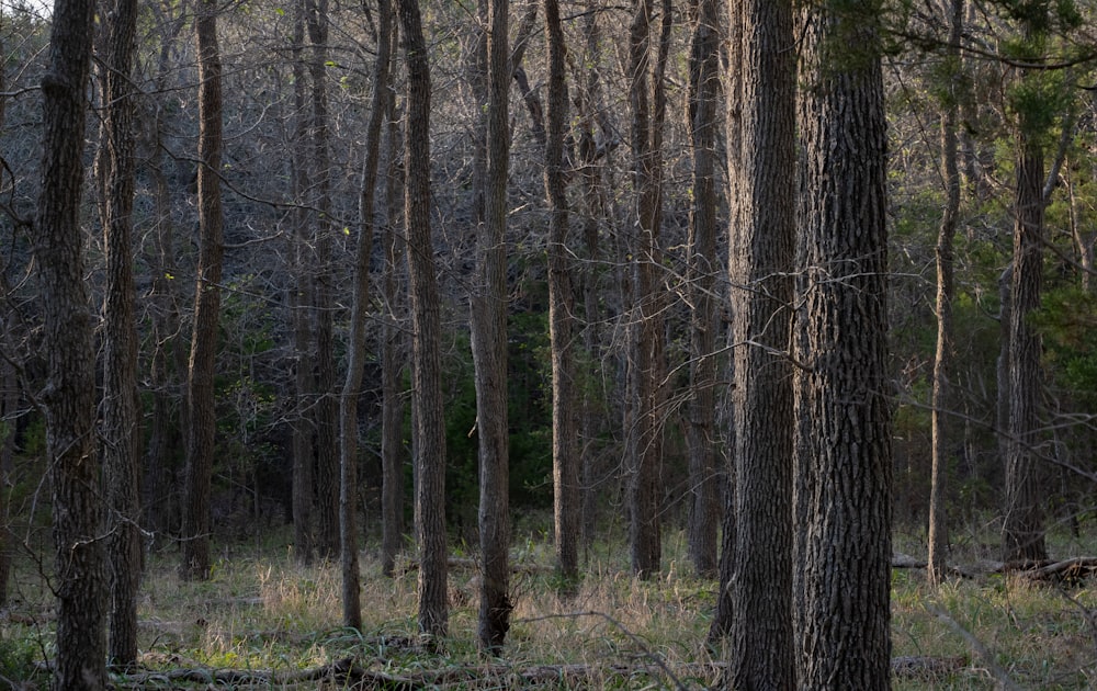 a forest filled with lots of tall trees