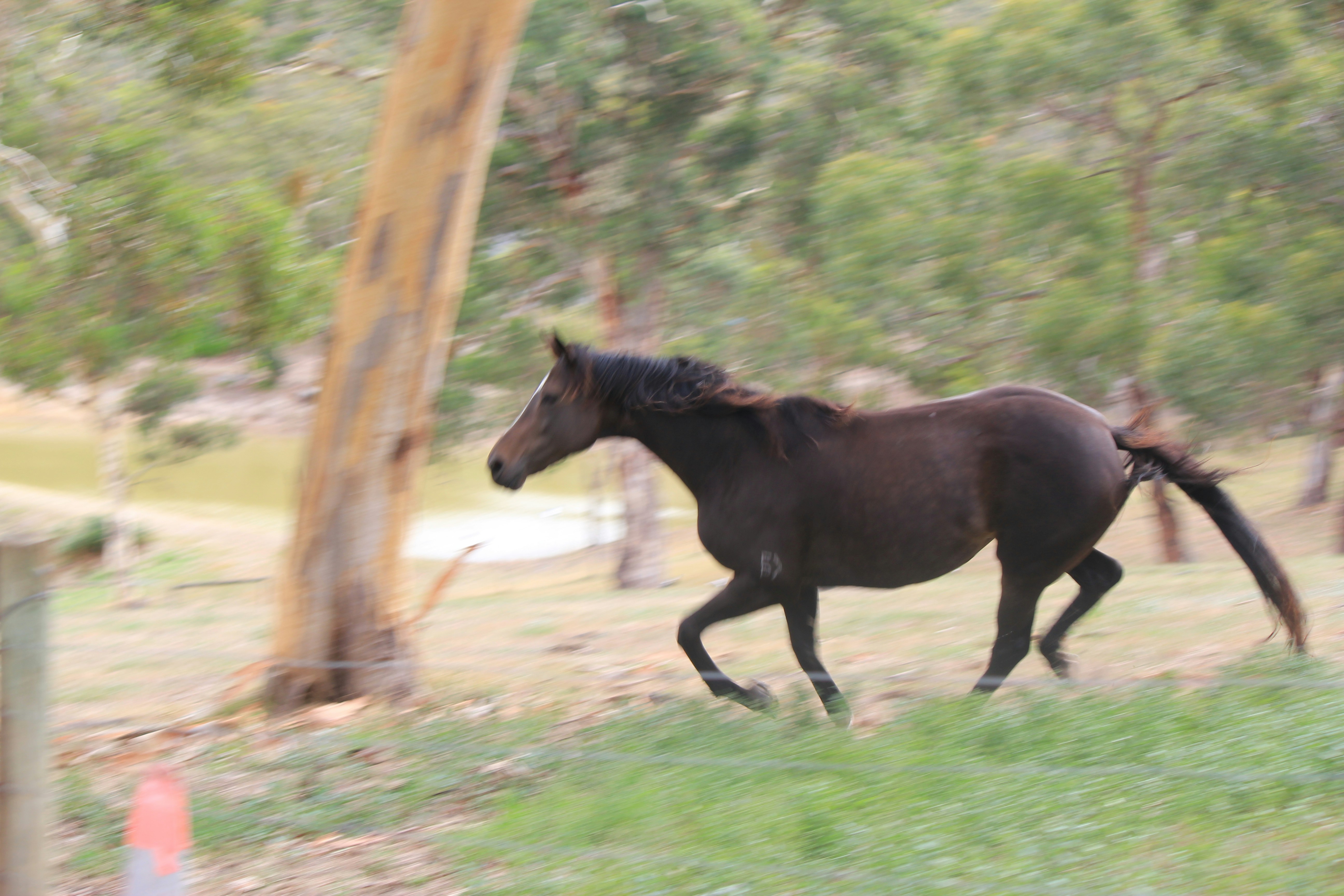 a black horse running in a grassy field