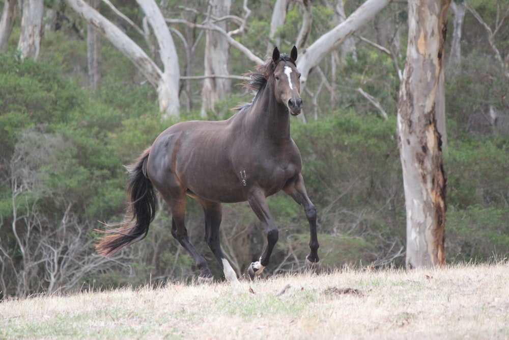 Um cavalo marrom está correndo com a palavra cavalo na frente