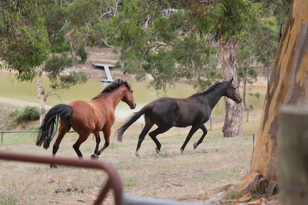 a couple of horses running through a field