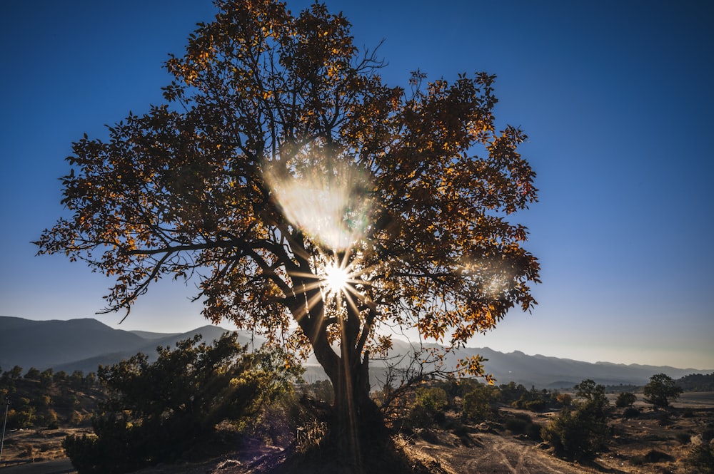 uma árvore com o sol brilhando através das folhas