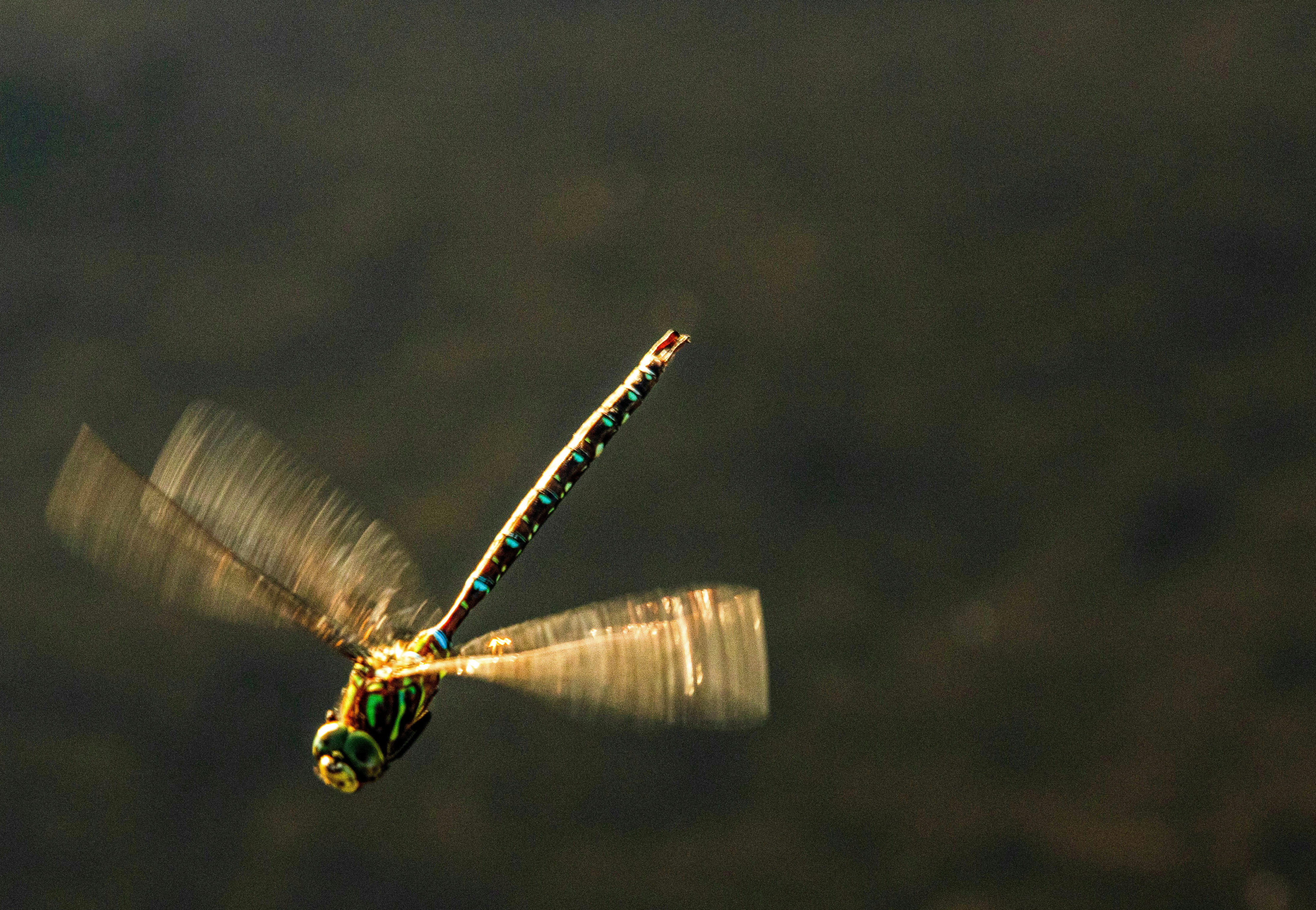 The Incredible Diversity of Flying Dragons (image credits: unsplash)