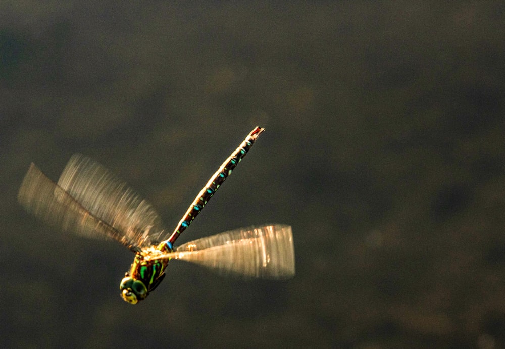 a dragon flys through the air with its wings spread