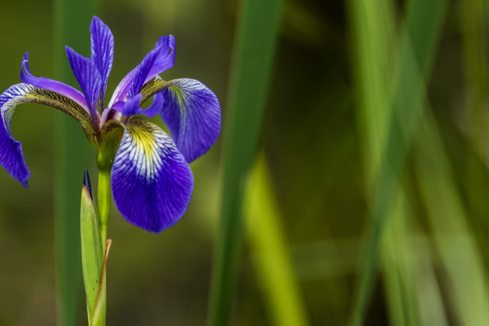 a close up of a purple flower with green leaves