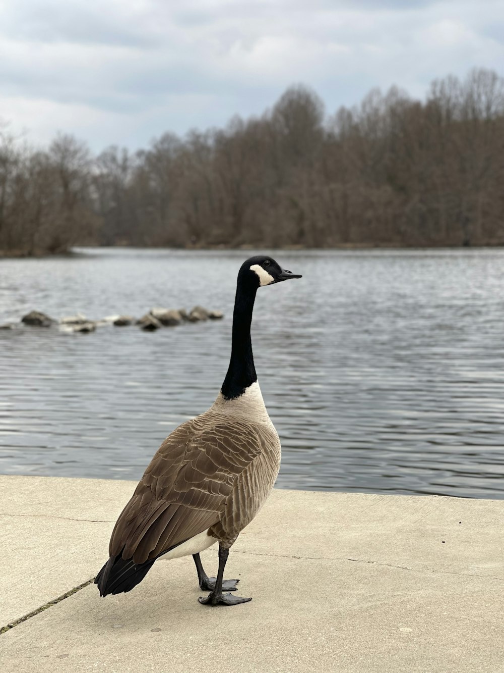 a goose standing on the edge of a lake