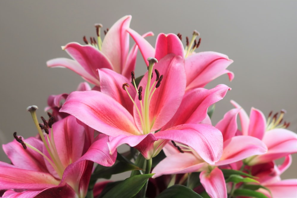 a vase filled with pink flowers on top of a table