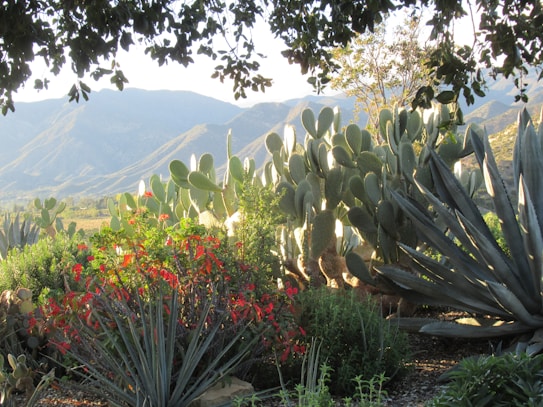 A lush desert landscape with various types of cacti and succulents, including tall prickly pear cacti and spiky agaves. Bright red flowers add a pop of color amidst the green foliage, and distant mountain ranges are visible under a clear sky. Tree branches frame the top of the scene, giving a sense of being surrounded by nature.