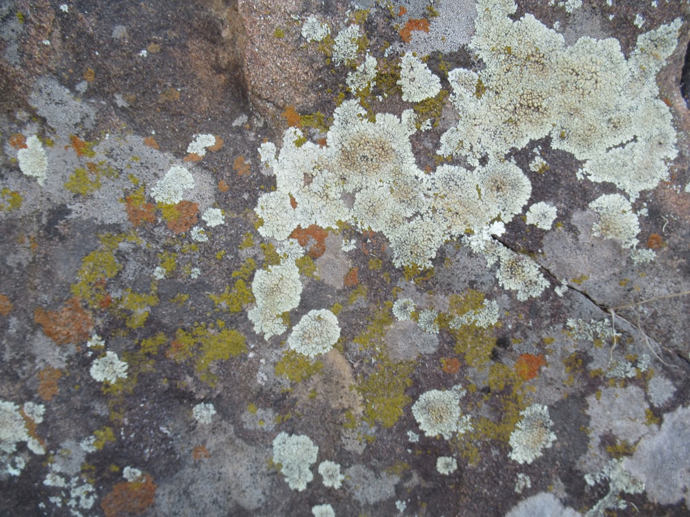 a rock with lichen and moss growing on it