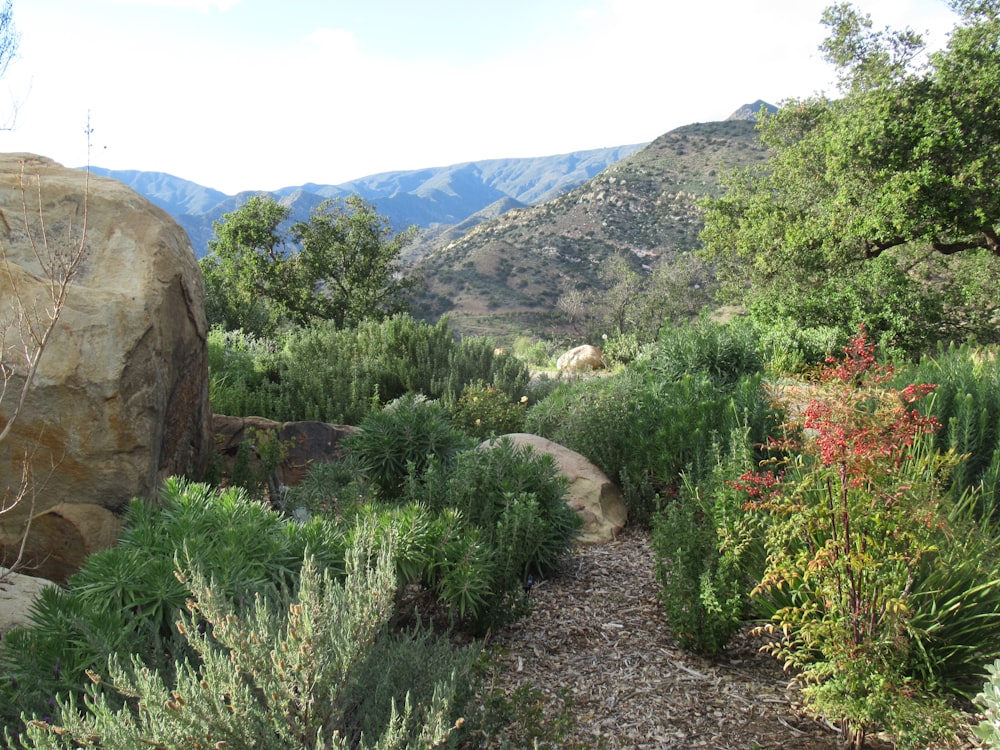 a path in the middle of a rocky area