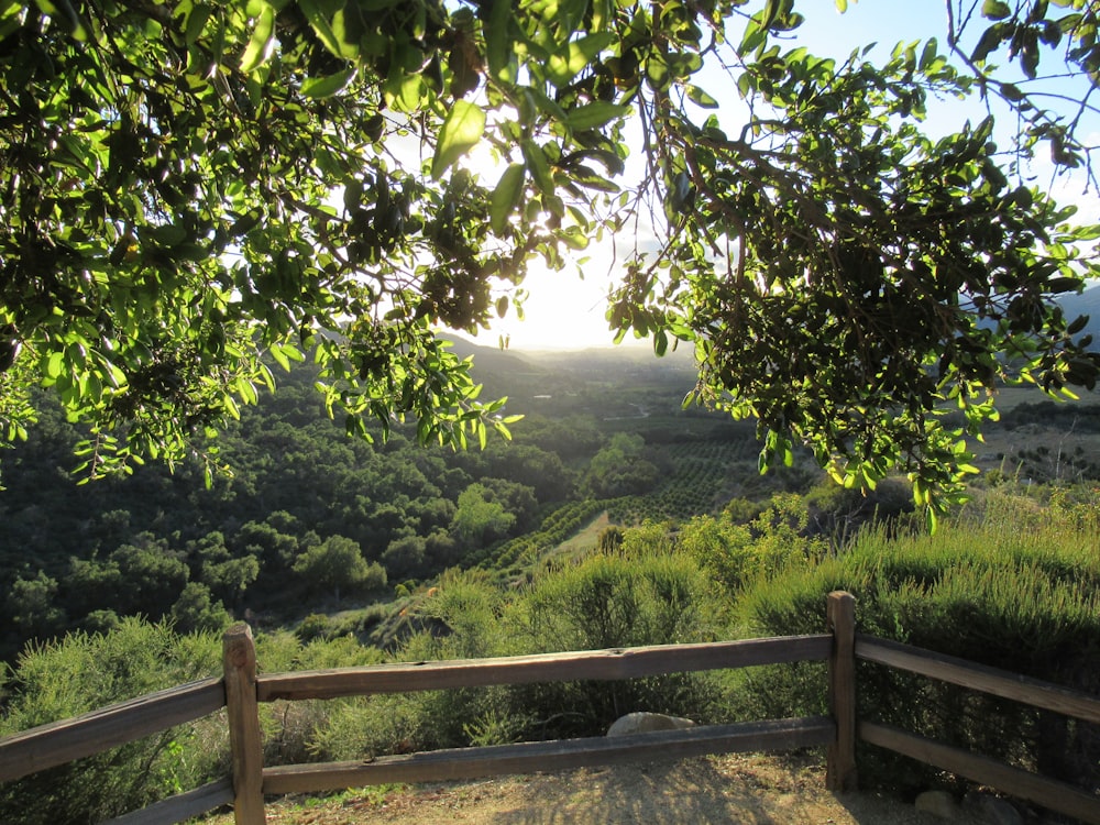 a wooden bench sitting under a tree on top of a lush green hillside