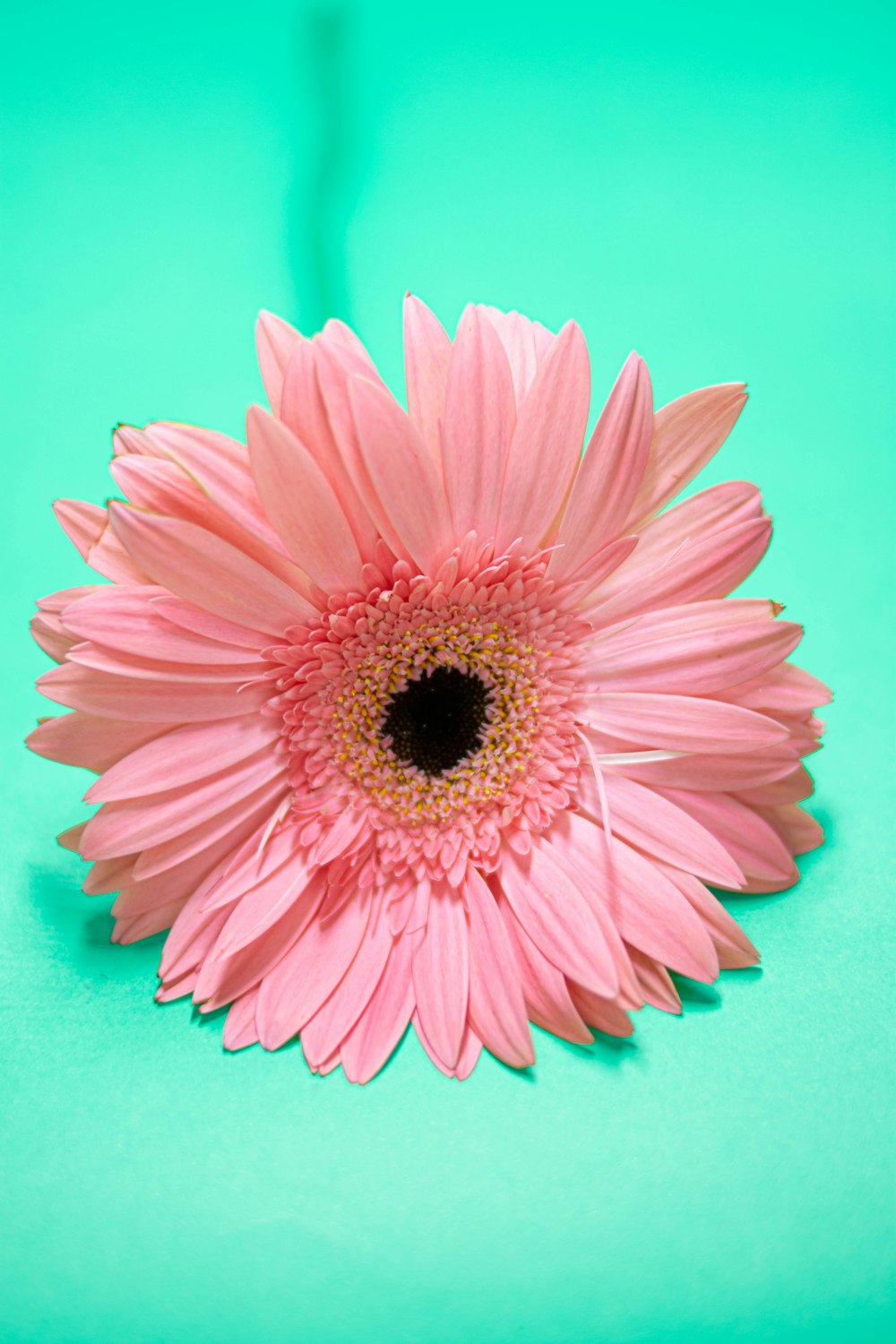 a pink flower sitting on top of a green surface