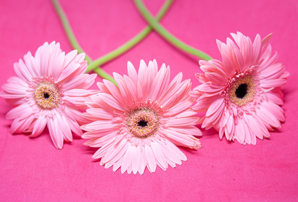 a group of pink flowers sitting on top of a pink surface