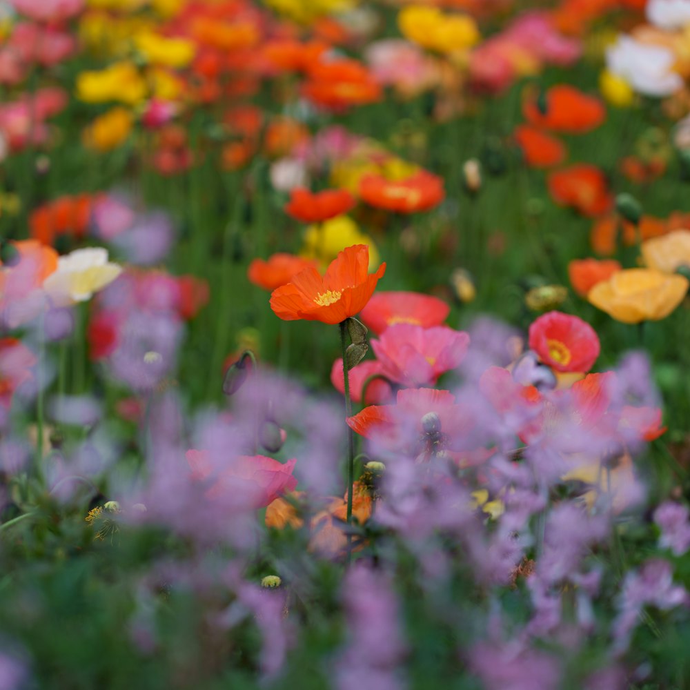 a field full of colorful flowers with a sky background