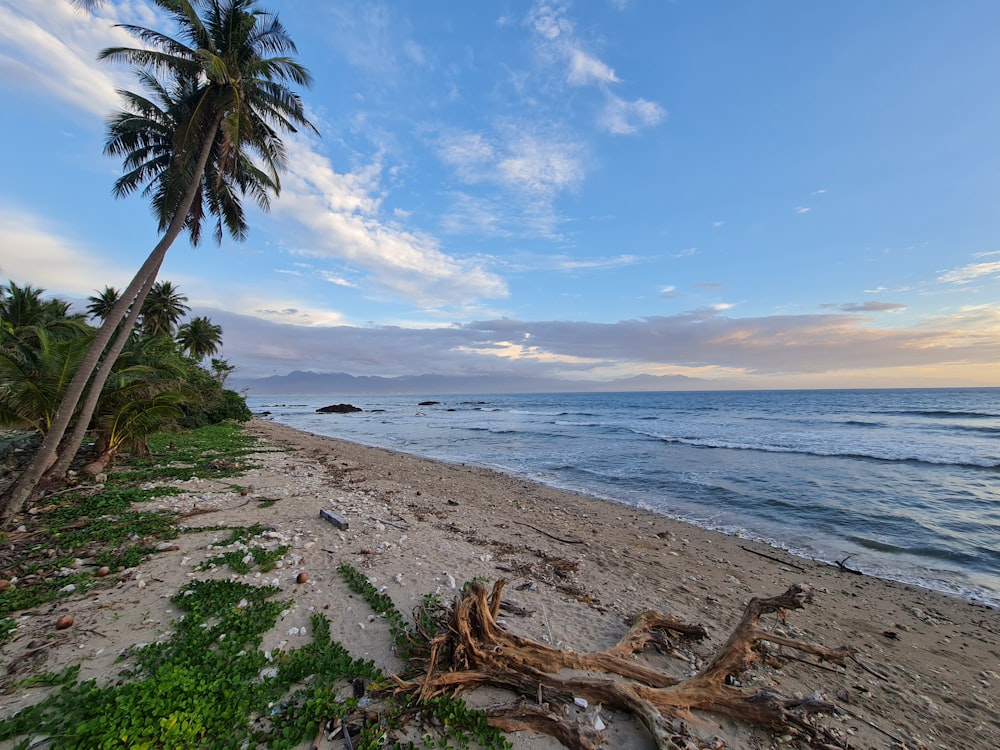 a beach with palm trees and a body of water