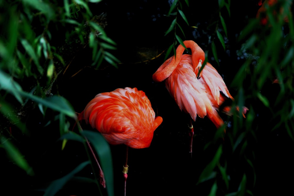 two pink flamingos standing next to each other