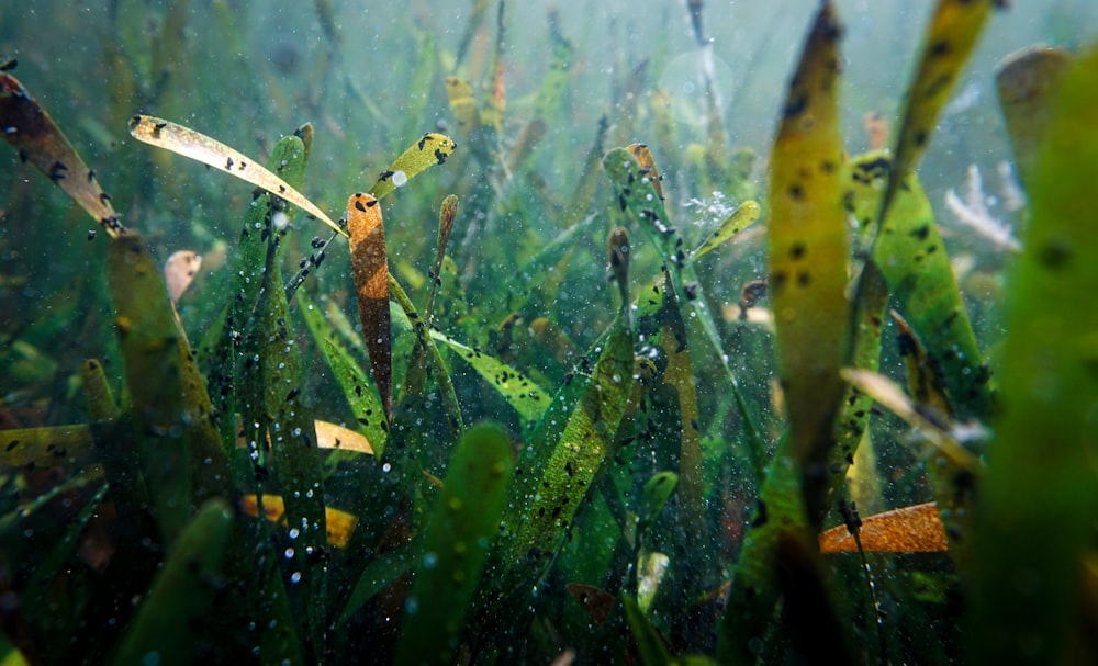 a bunch of plants that are in the water