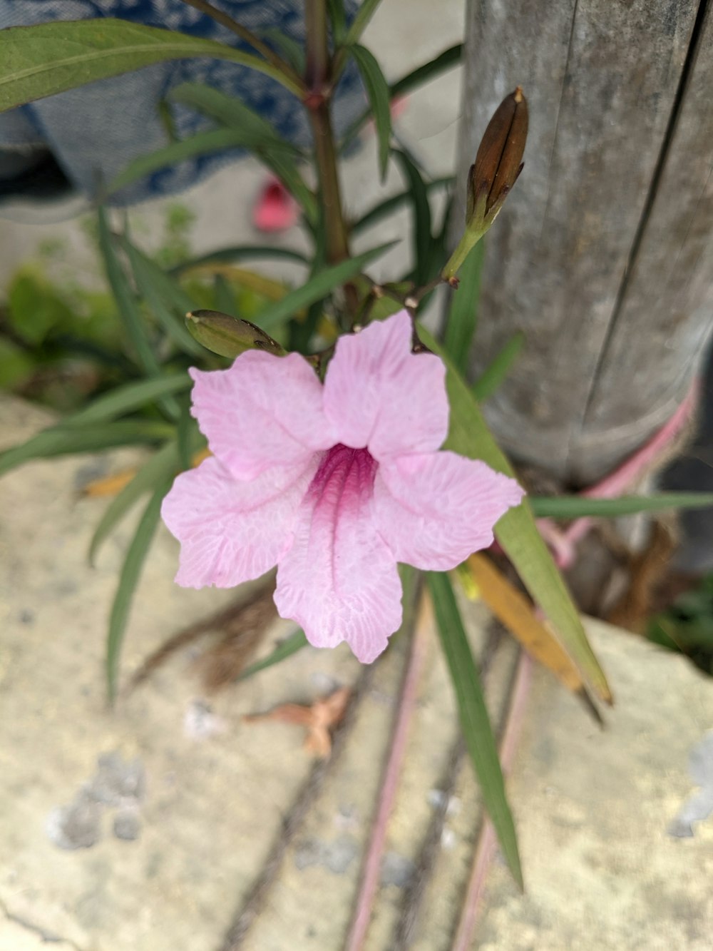 a pink flower sitting on top of a cement slab