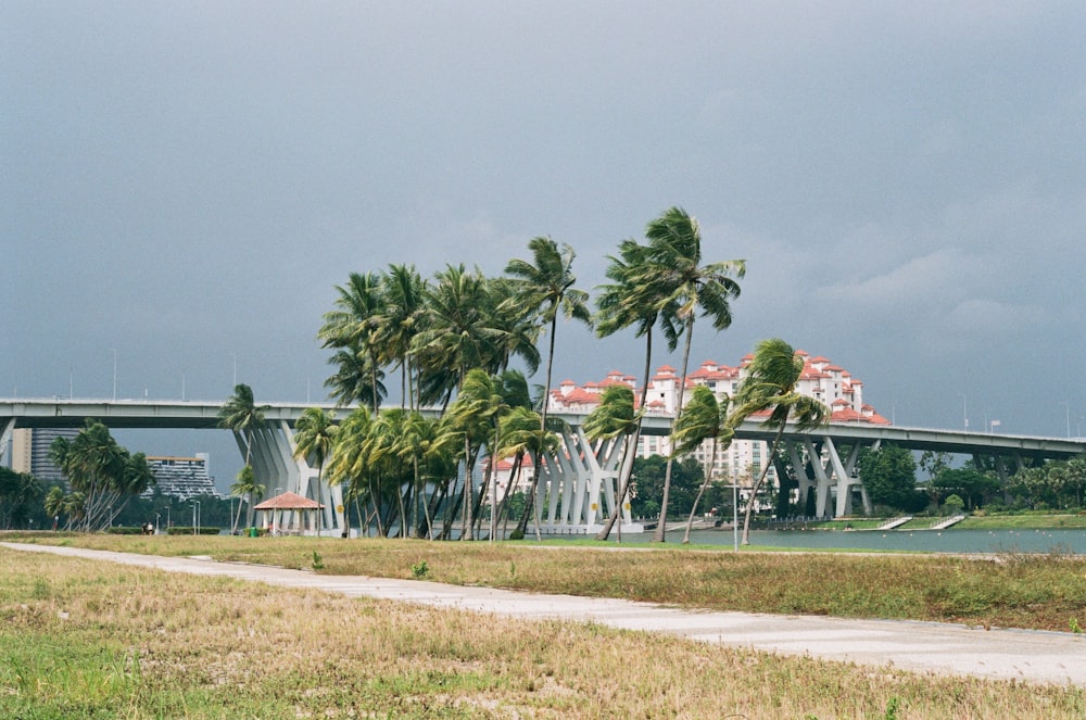 a bridge over a body of water surrounded by palm trees