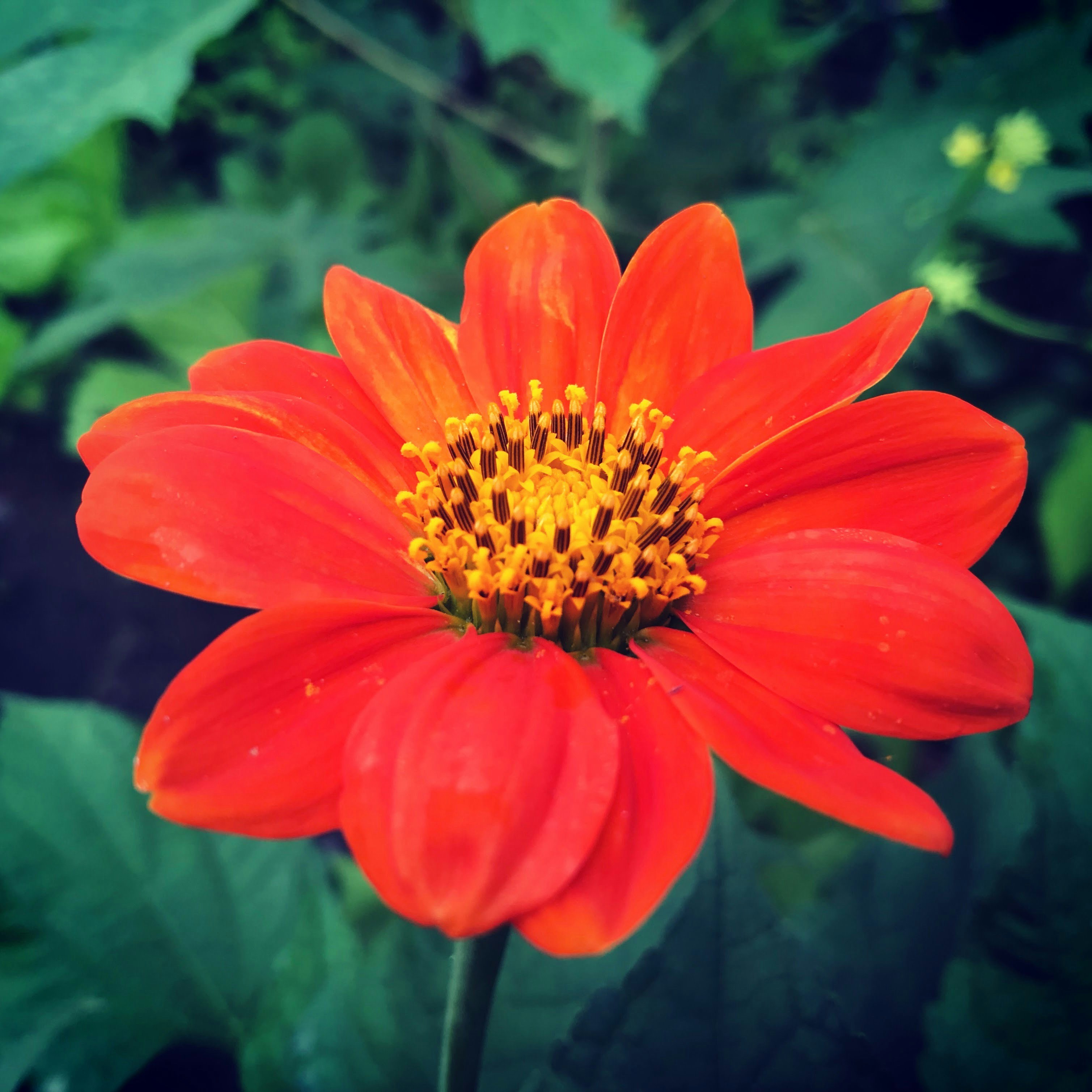 photo-1646625940077-de986c998aae?ixid=M3wxMjA3fDB8MXxzZWFyY2h8NHx8b3JnYW5pYyUyMGZyZWUlMjBpbnN0YWdyYW0lMjBmb2xsb3dlcnN8ZW58MHx8fHwxNzYyNzk4NzAwfDA\u0026ixlib=rb-4.1.0