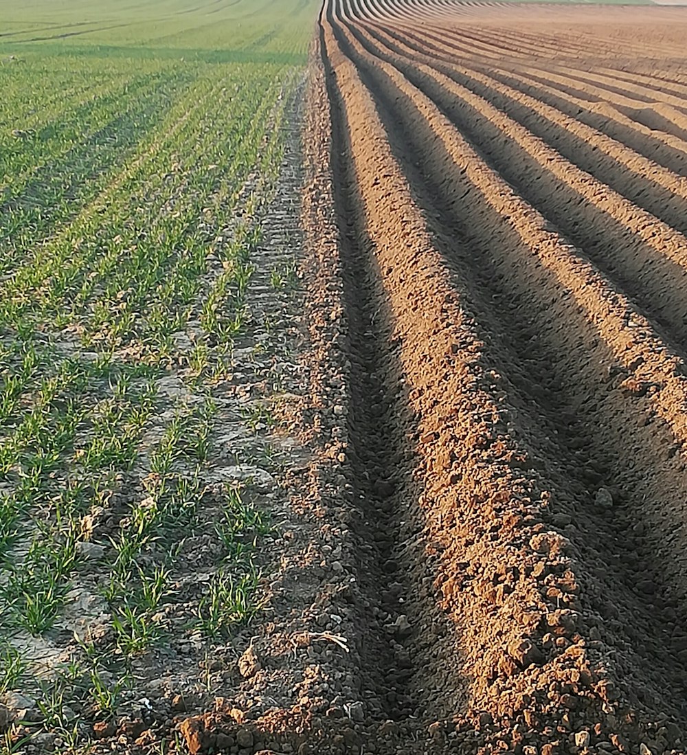 a plowed field with a row of trees in the distance