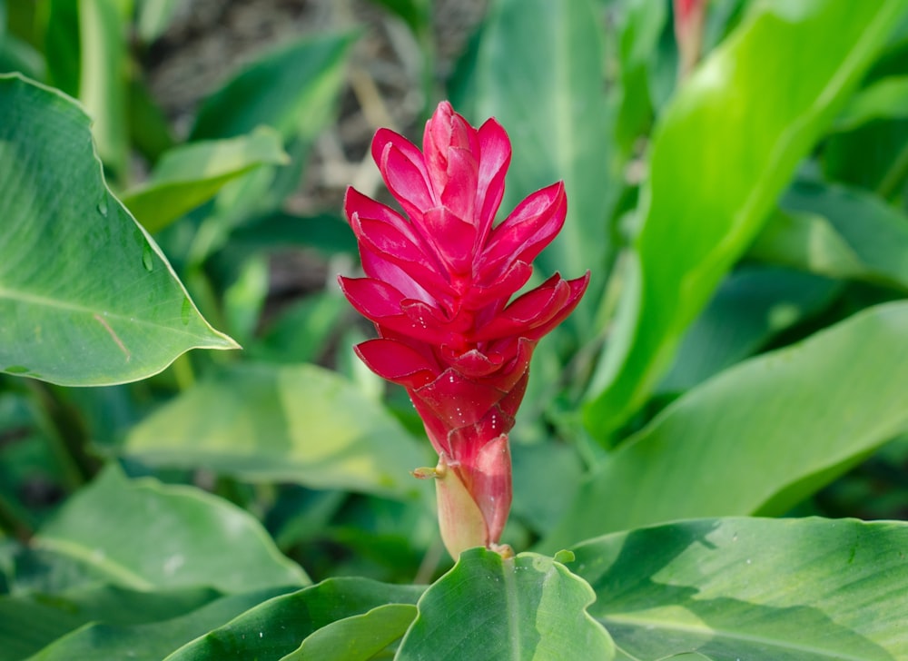 a red flower with green leaves in the background